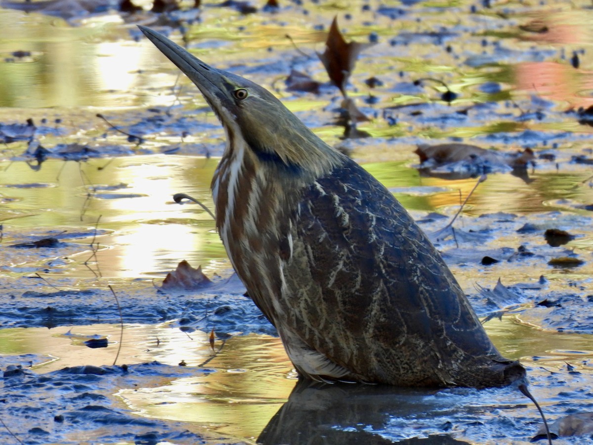 American Bittern - ML625413638