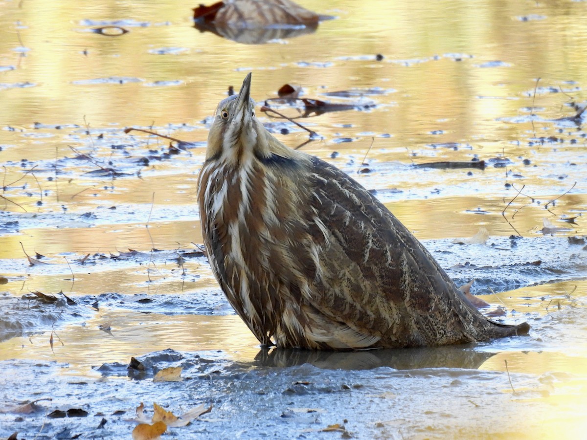 American Bittern - ML625413686