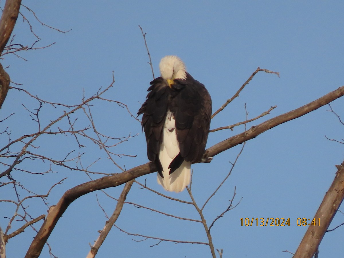 Bald Eagle - ML625413697