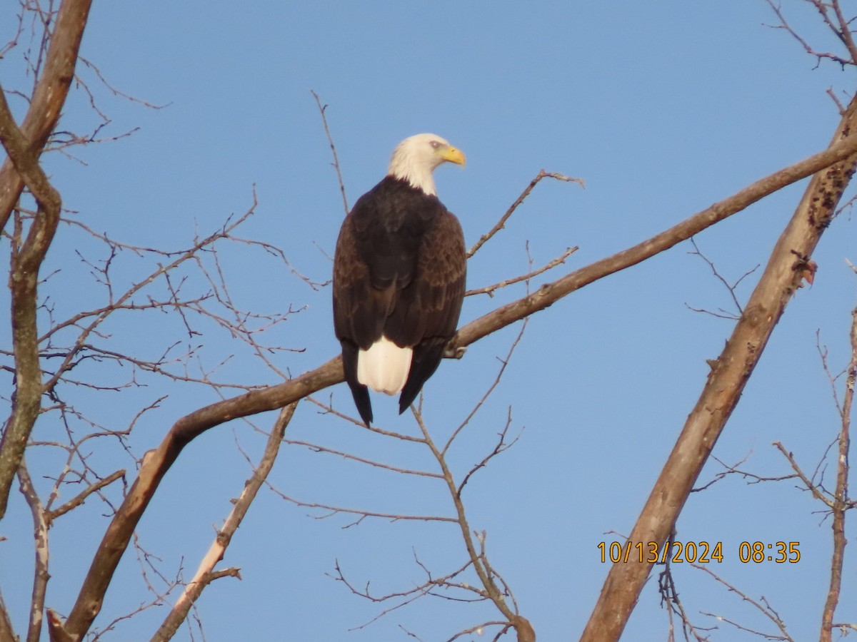 Bald Eagle - ML625413698