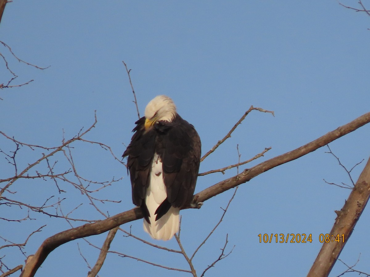 Bald Eagle - ML625413699