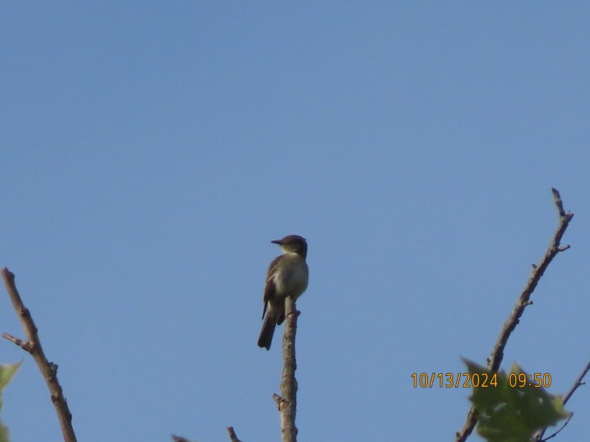 Eastern Wood-Pewee - ML625413719