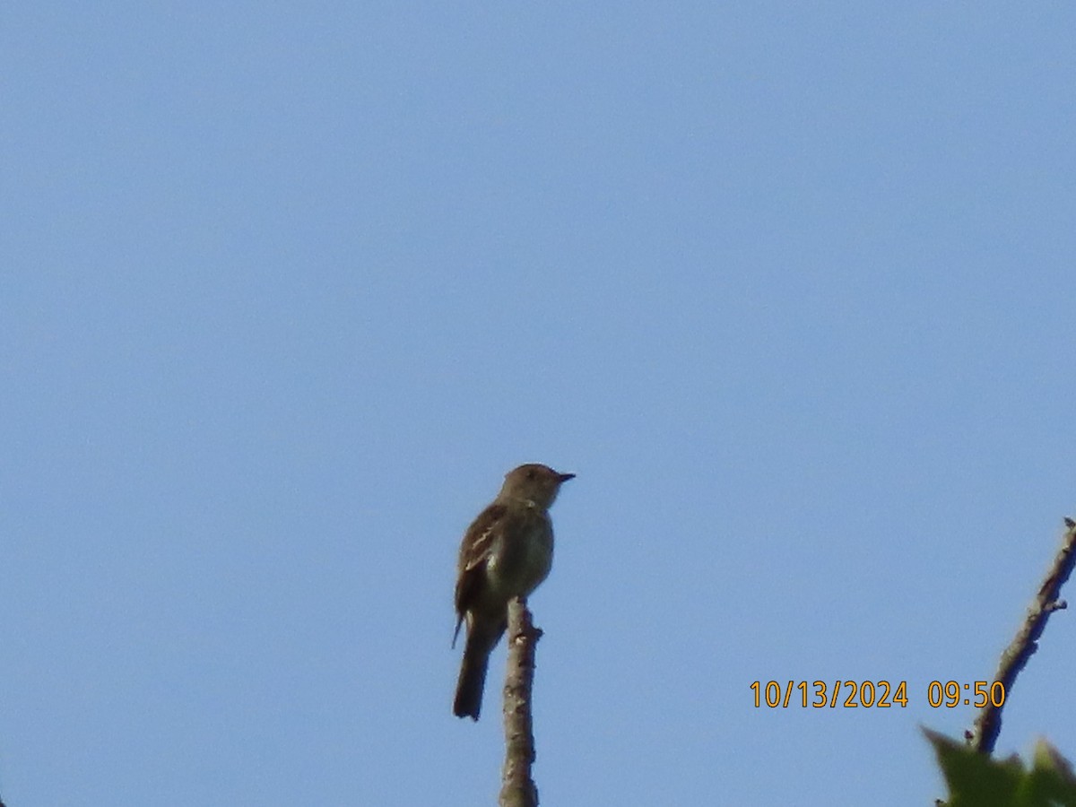 Eastern Wood-Pewee - ML625413720