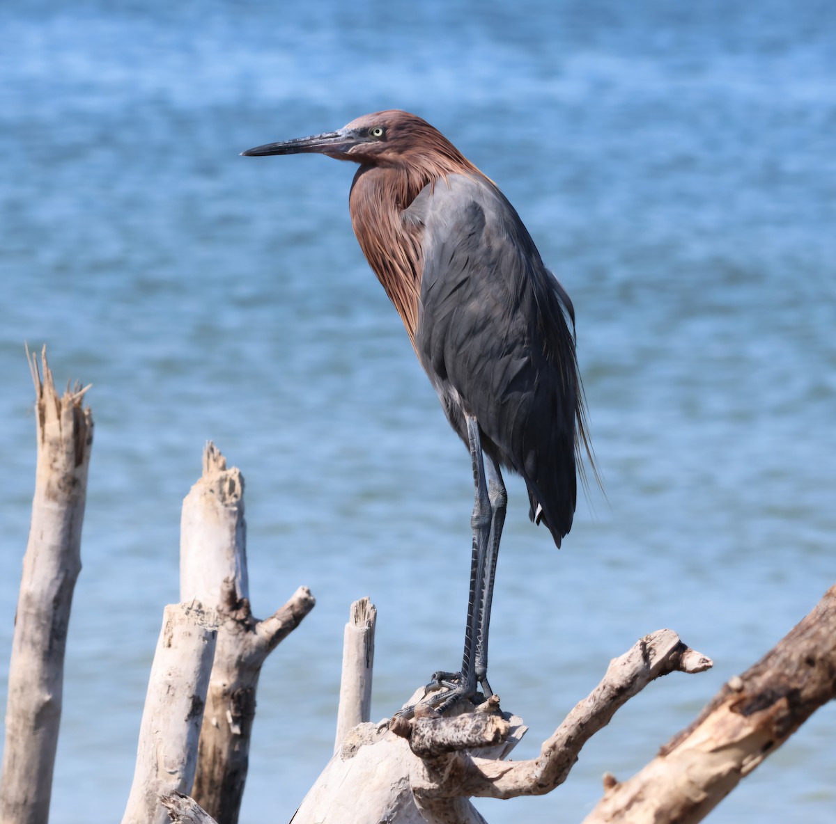 eBird Checklist - 25 Oct 2024 - Shell Key Preserve - 16 species