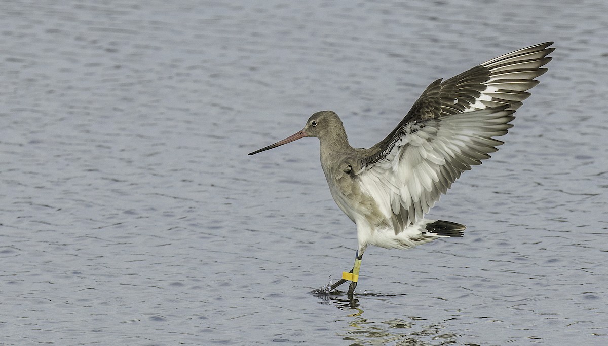 Black-tailed Godwit - ML625413771