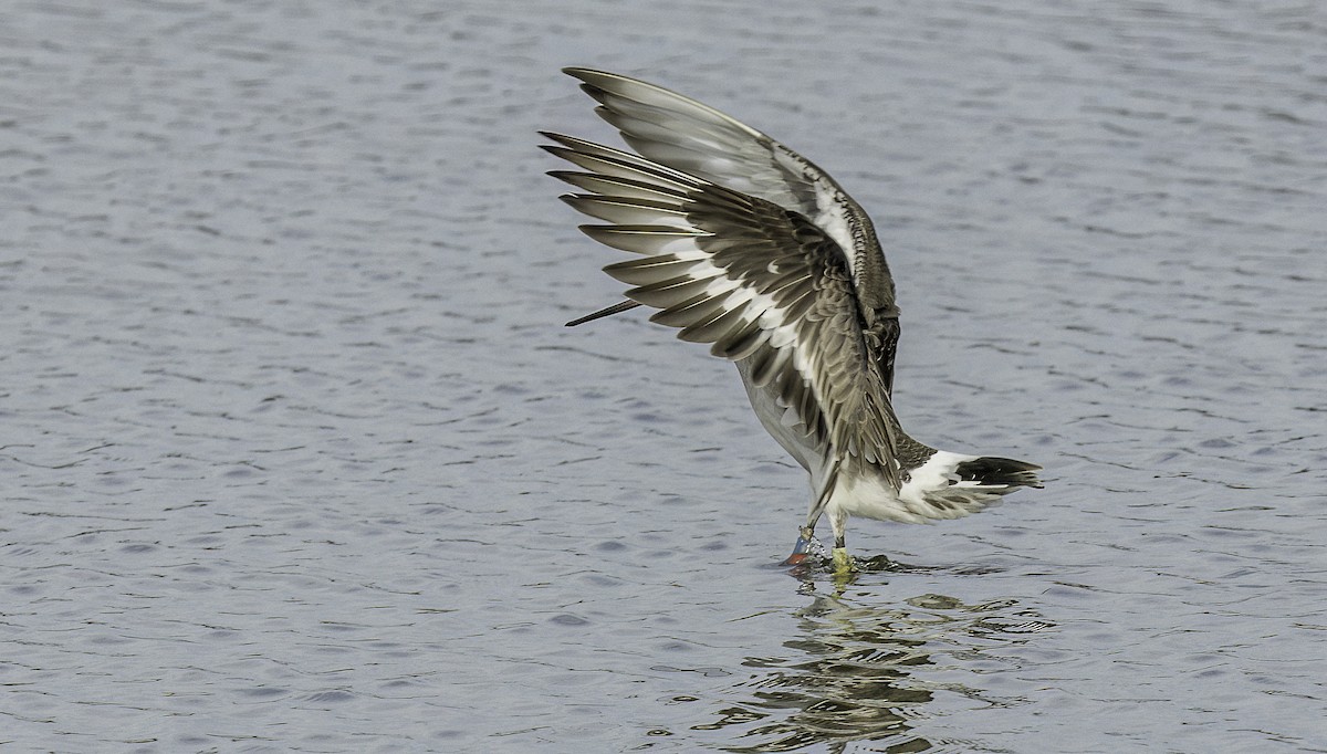 Black-tailed Godwit - ML625413772