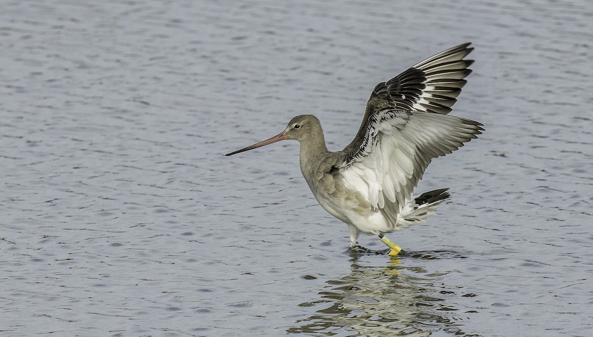 Black-tailed Godwit - ML625413773