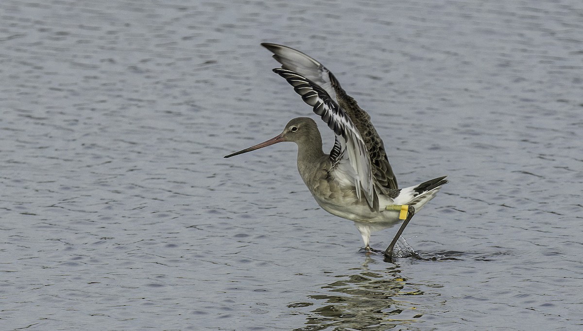 Black-tailed Godwit - ML625413774