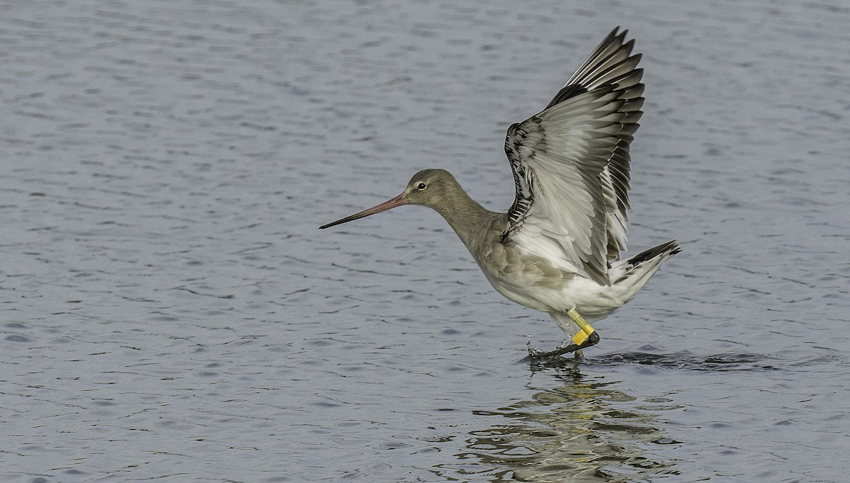 Black-tailed Godwit - ML625413775