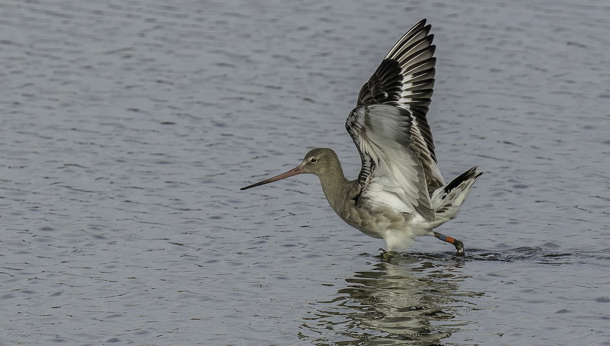 Black-tailed Godwit - ML625413777