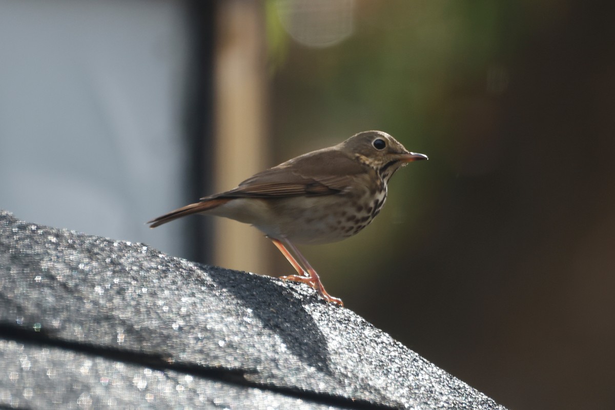 Hermit Thrush - ML625413782