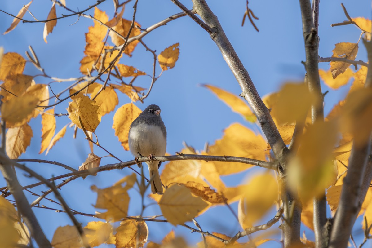 Dark-eyed Junco - ML625413784