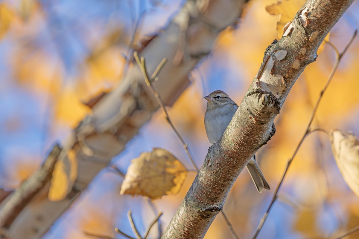 Chipping Sparrow - ML625413793