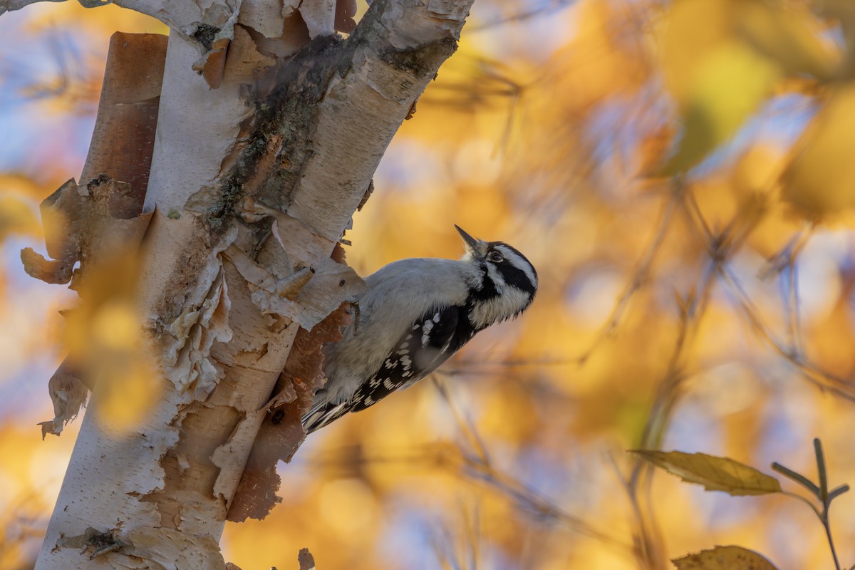 Downy Woodpecker - ML625413818