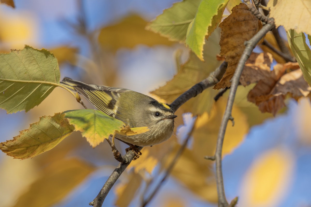 Golden-crowned Kinglet - Liz Pettit