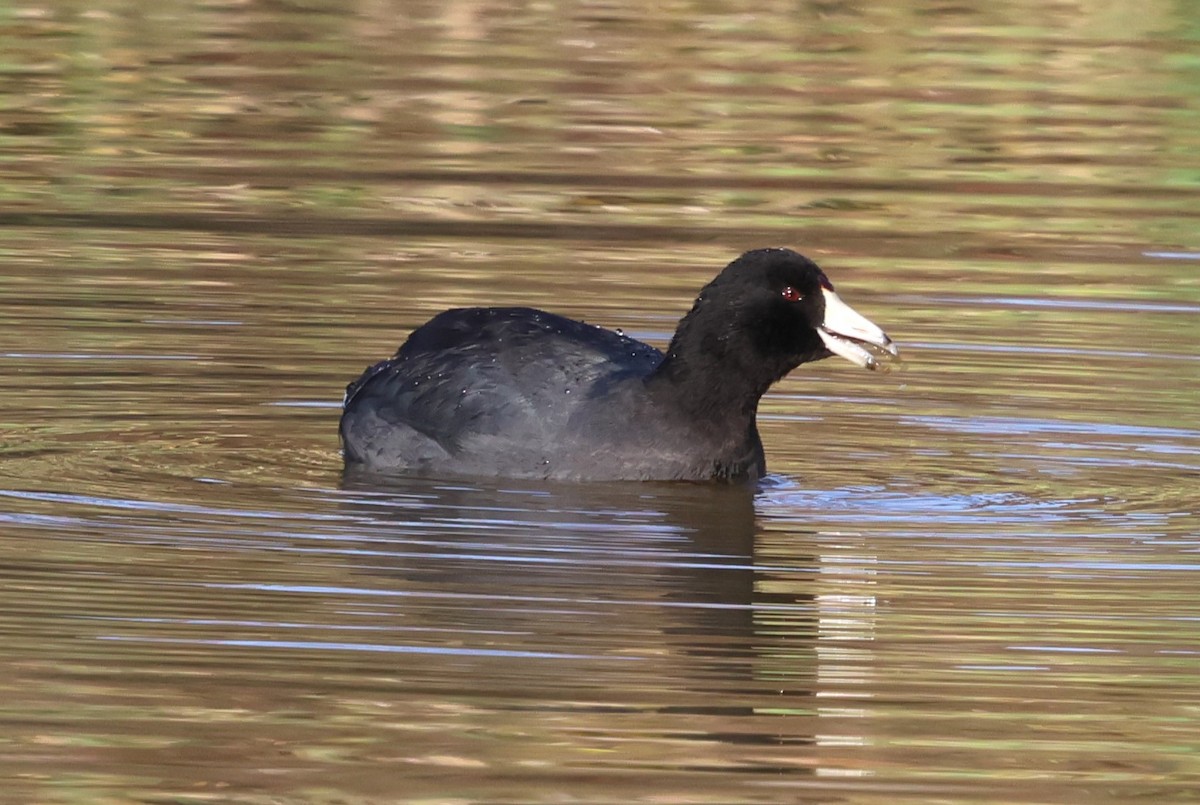 American Coot - ML625413834