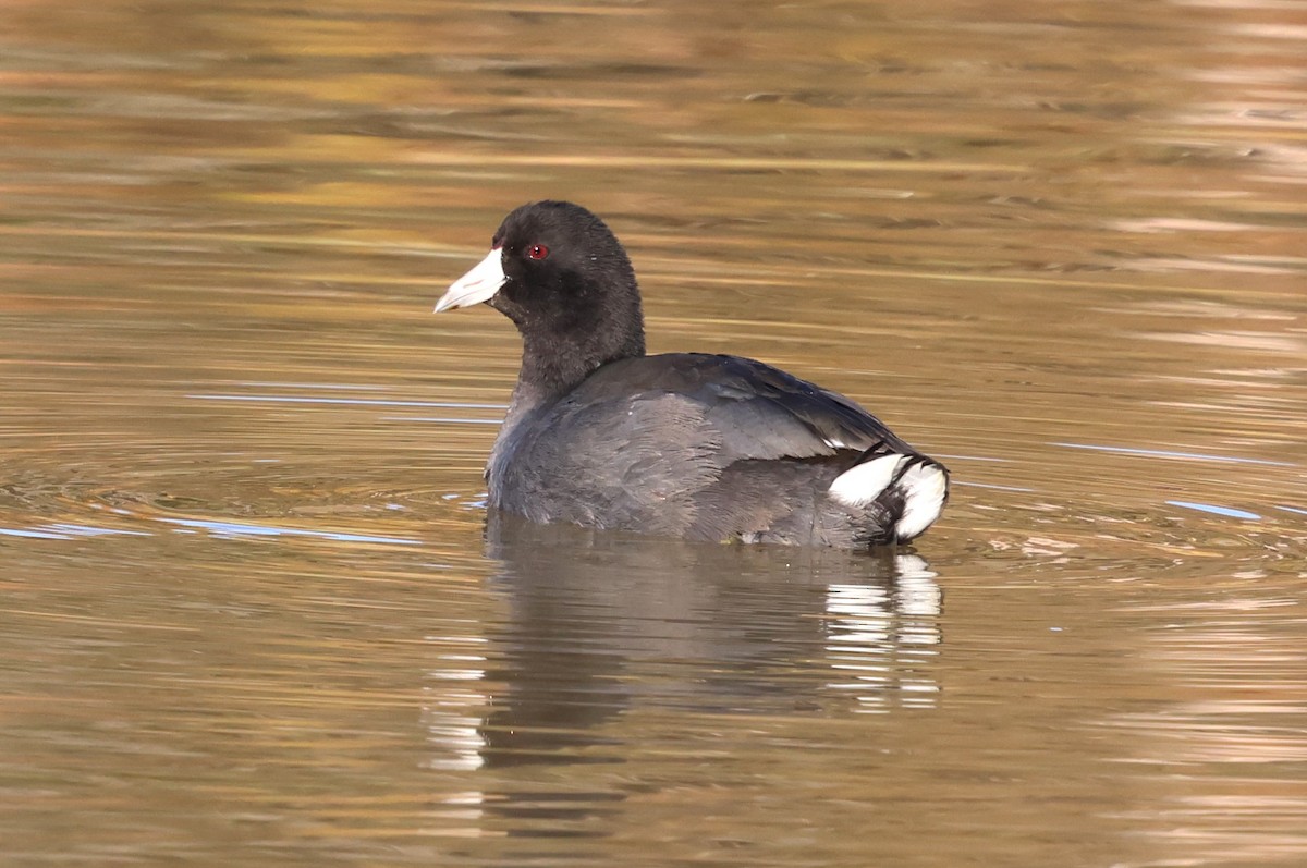 American Coot - ML625413835