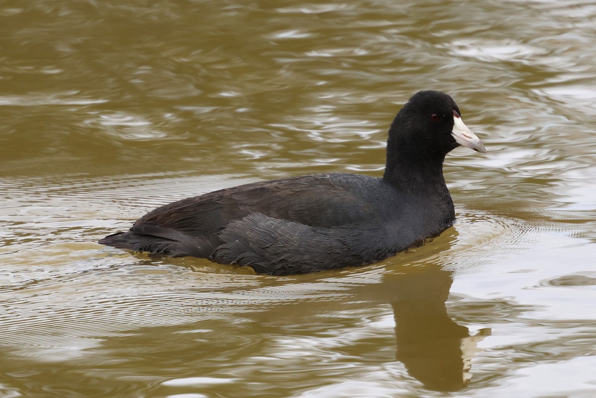 American Coot - ML625413836