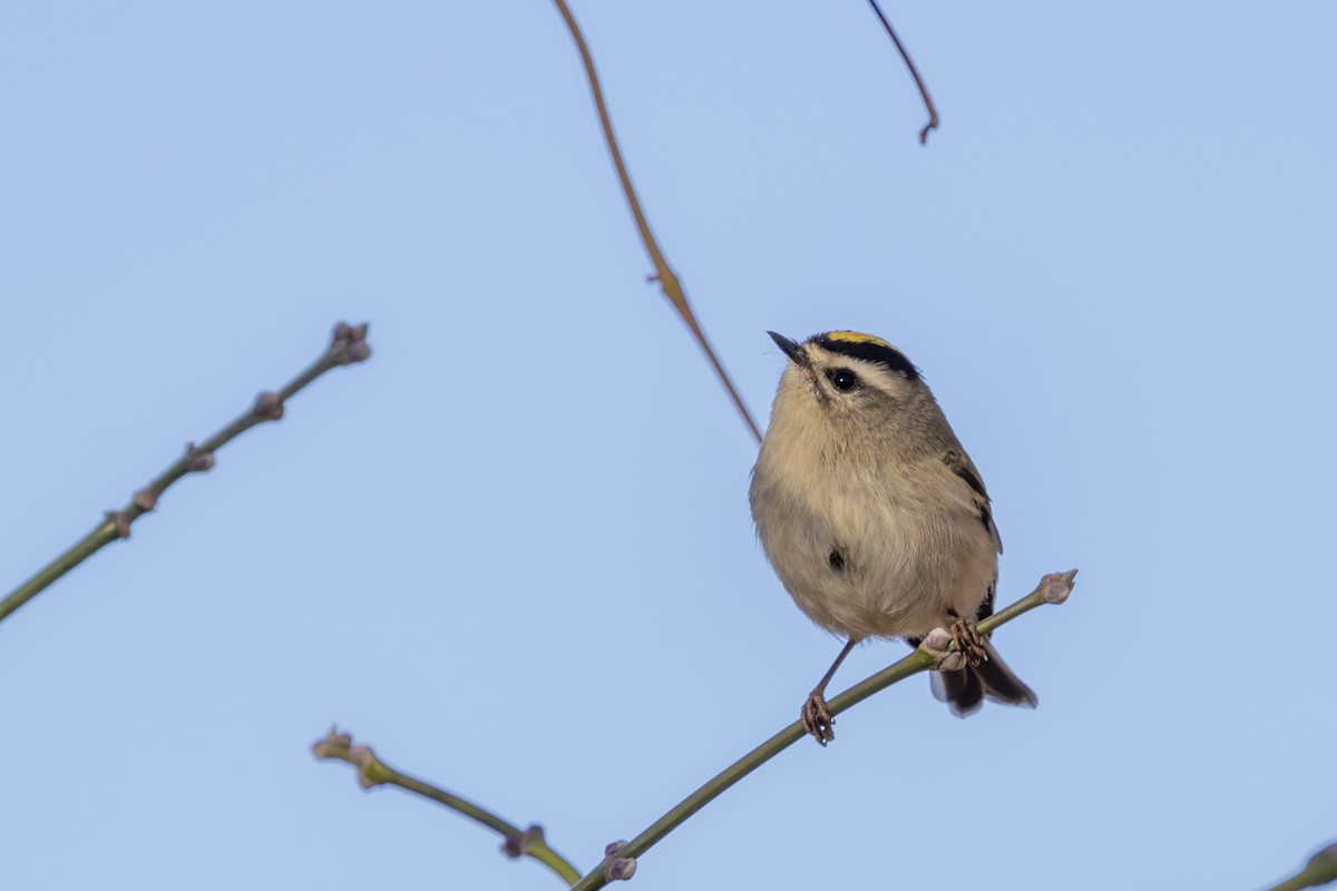 Golden-crowned Kinglet - ML625413840