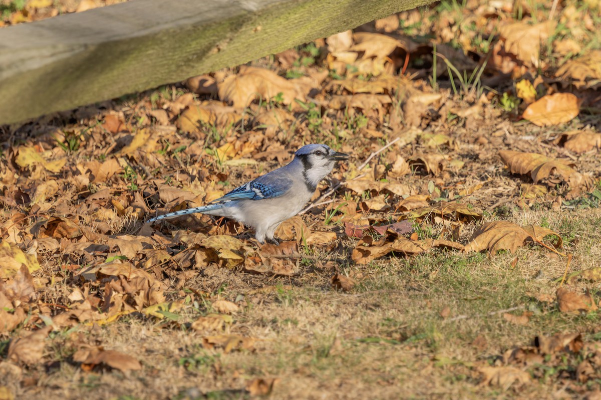 Blue Jay - ML625413850