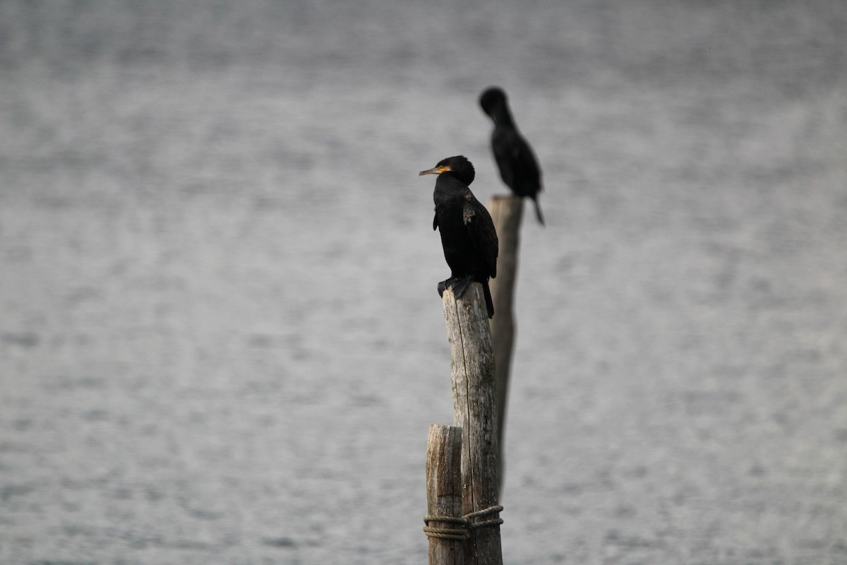 Great Cormorant - ML625413855