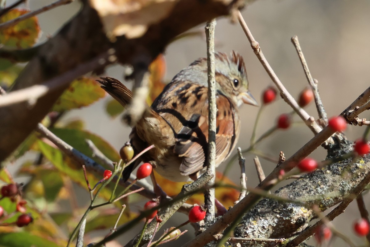 Swamp Sparrow - ML625413858