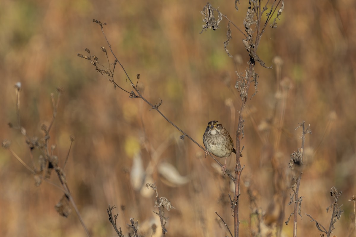 White-throated Sparrow - ML625413859