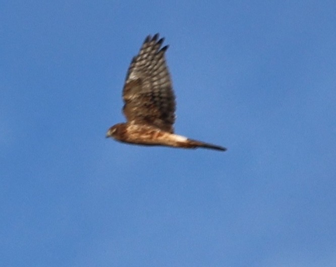 Northern Harrier - burton balkind