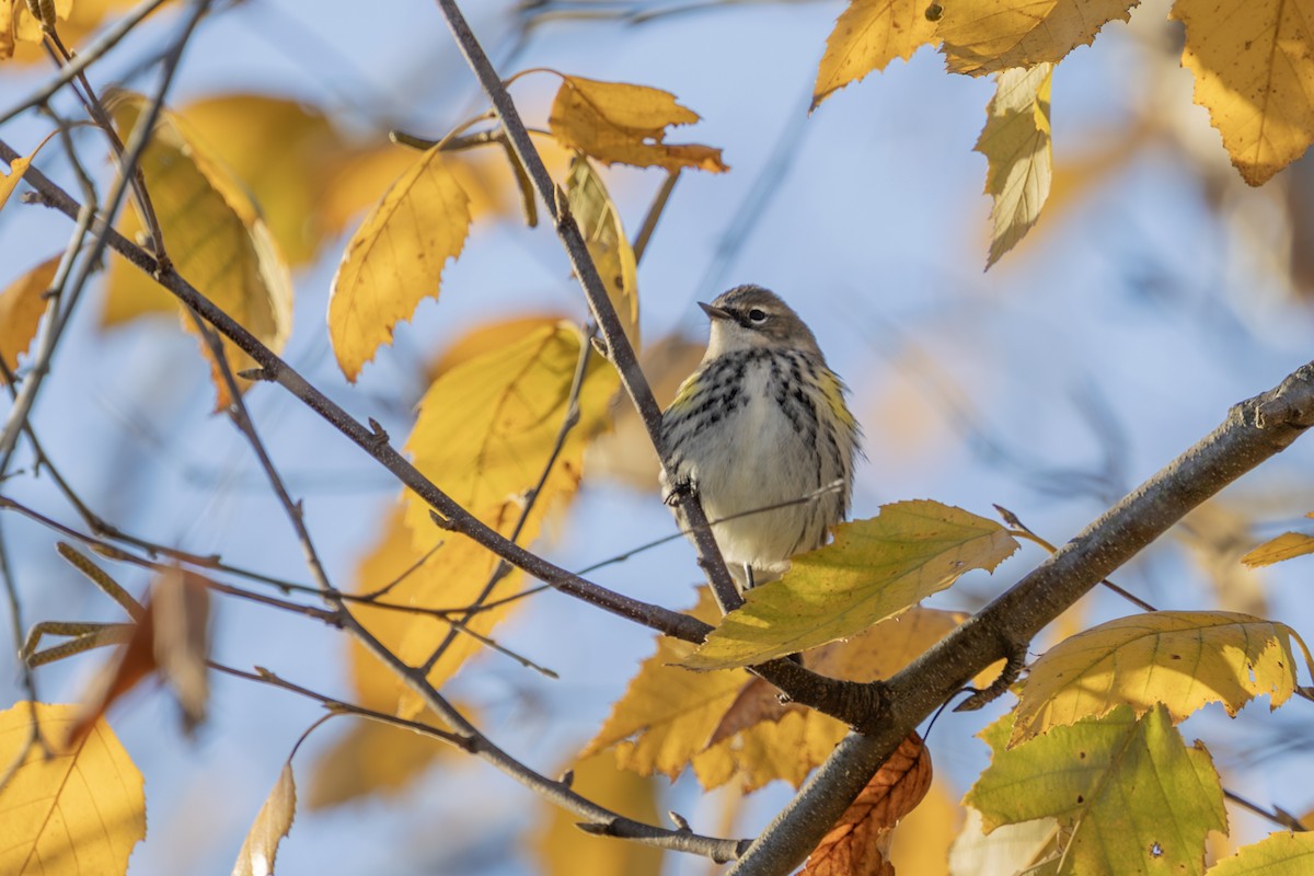 Yellow-rumped Warbler - ML625413865