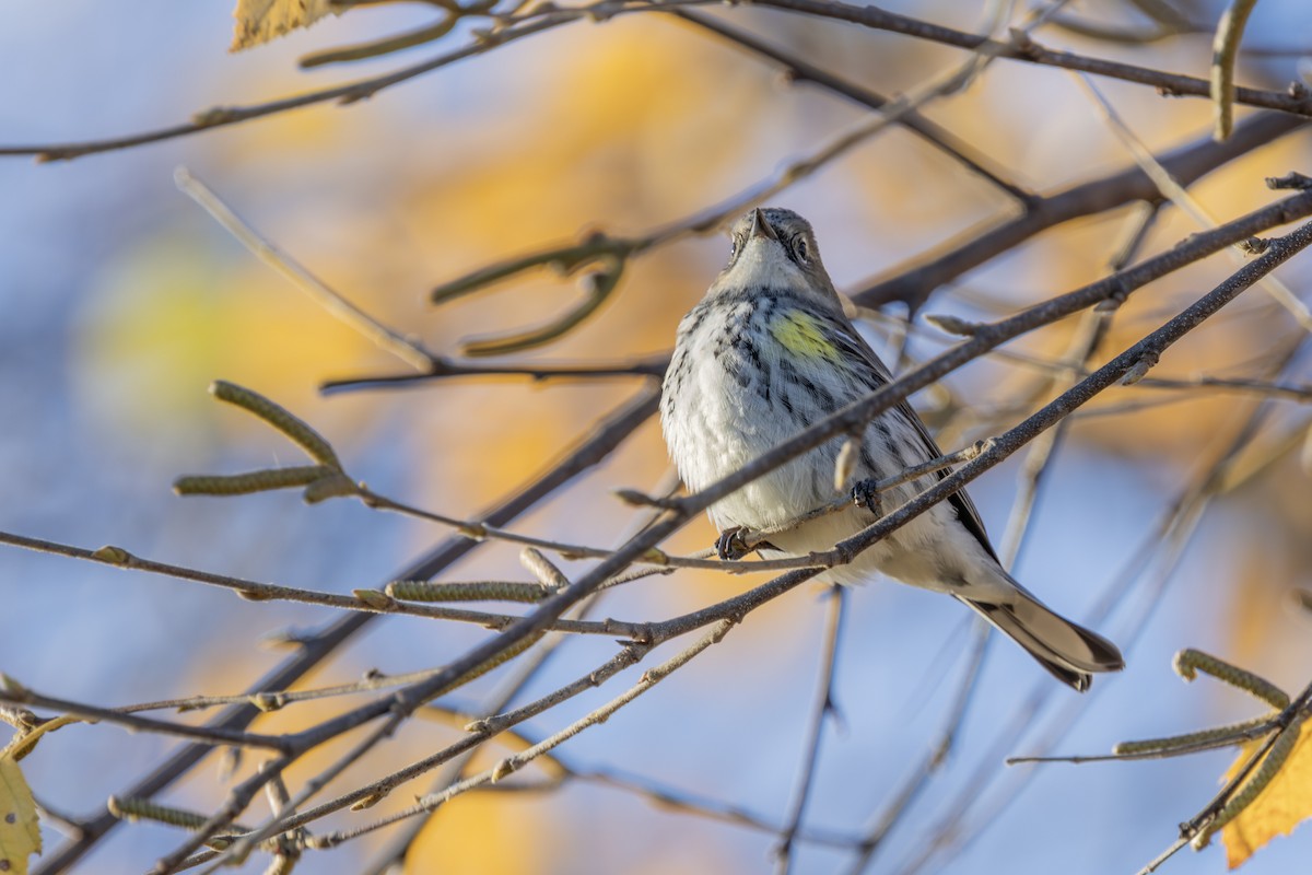 Yellow-rumped Warbler - Liz Pettit