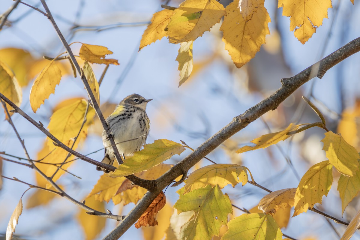 Yellow-rumped Warbler - ML625413867