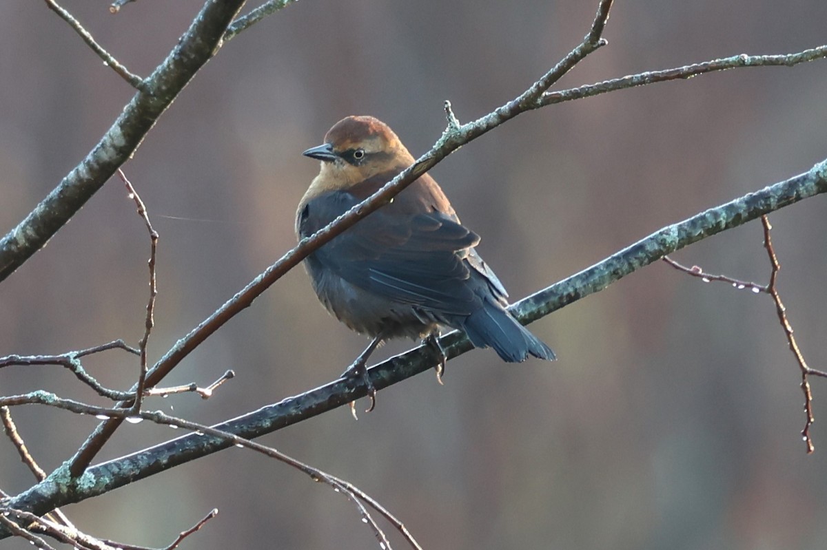 Rusty Blackbird - ML625413887