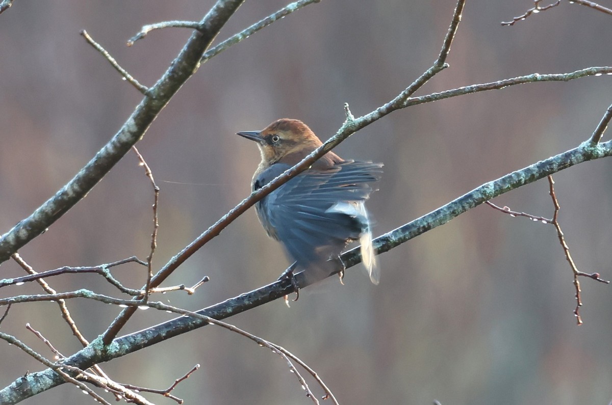 Rusty Blackbird - ML625413888