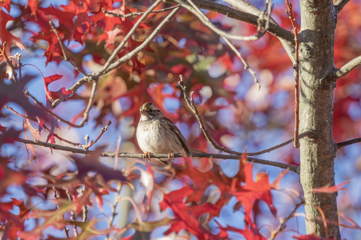 White-throated Sparrow - ML625413892