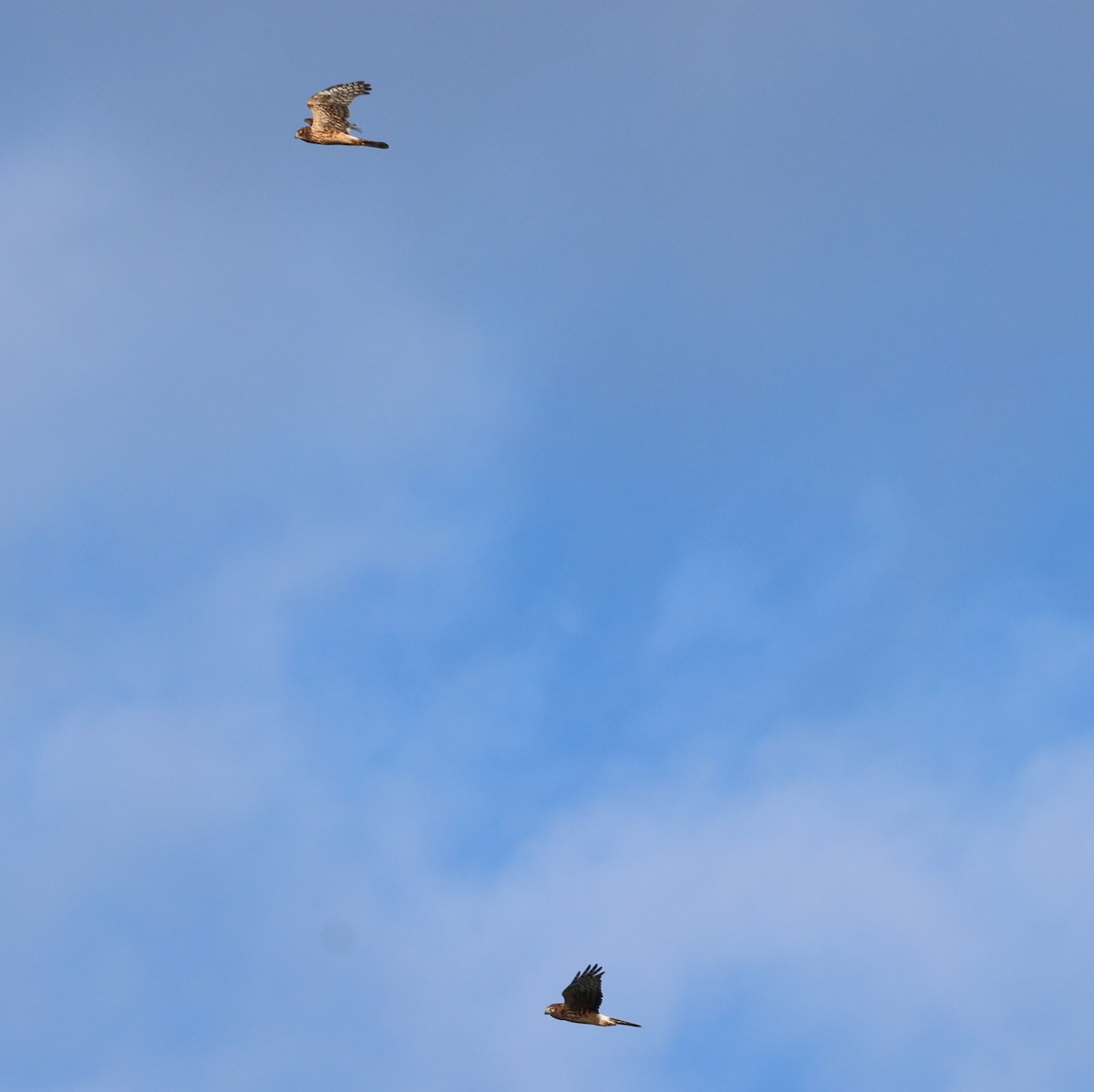 Northern Harrier - ML625413894