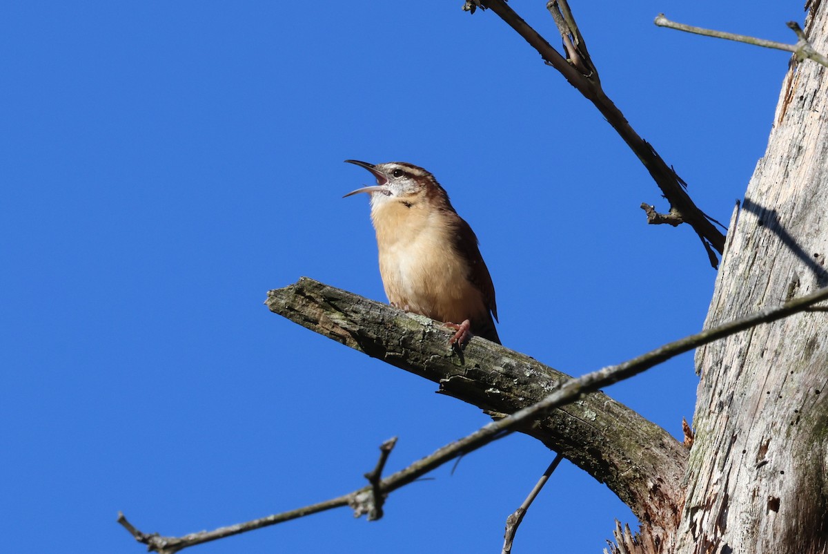 Carolina Wren - ML625413906