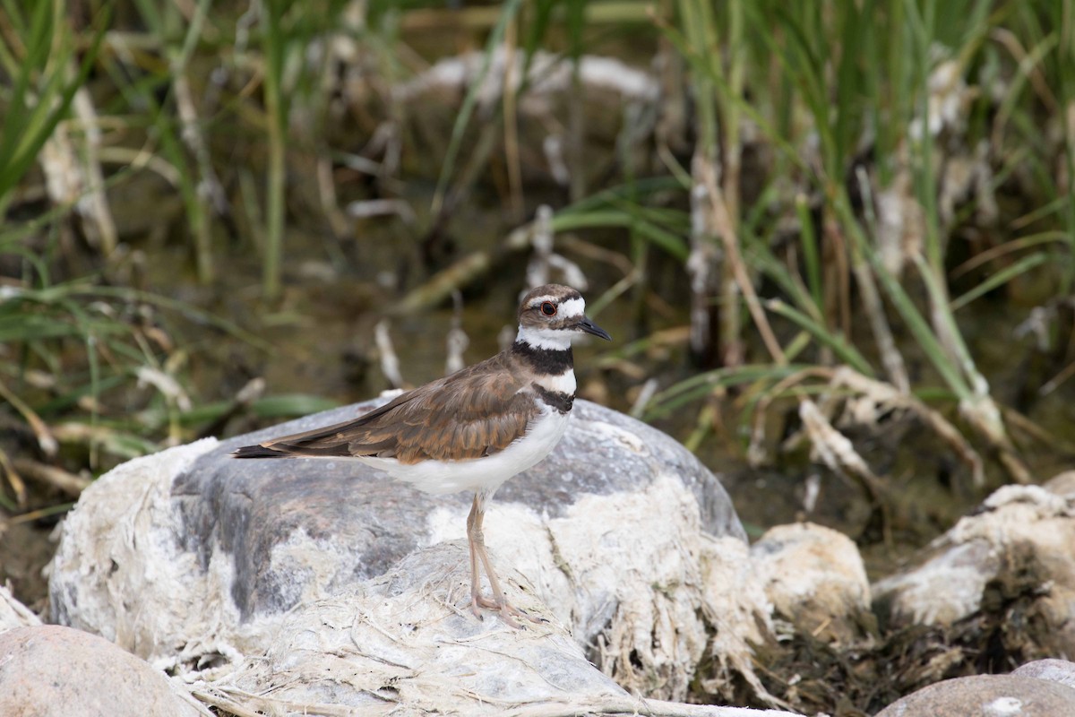 Killdeer - ML62541391