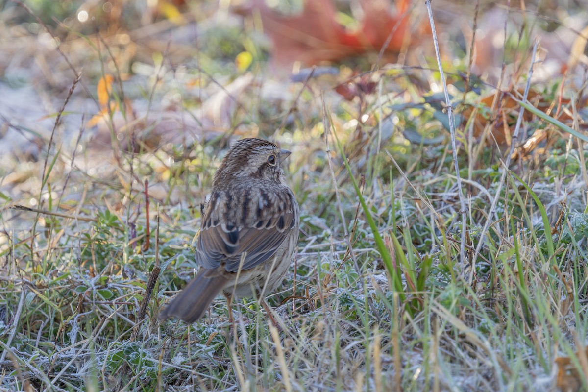 Song Sparrow - ML625413916