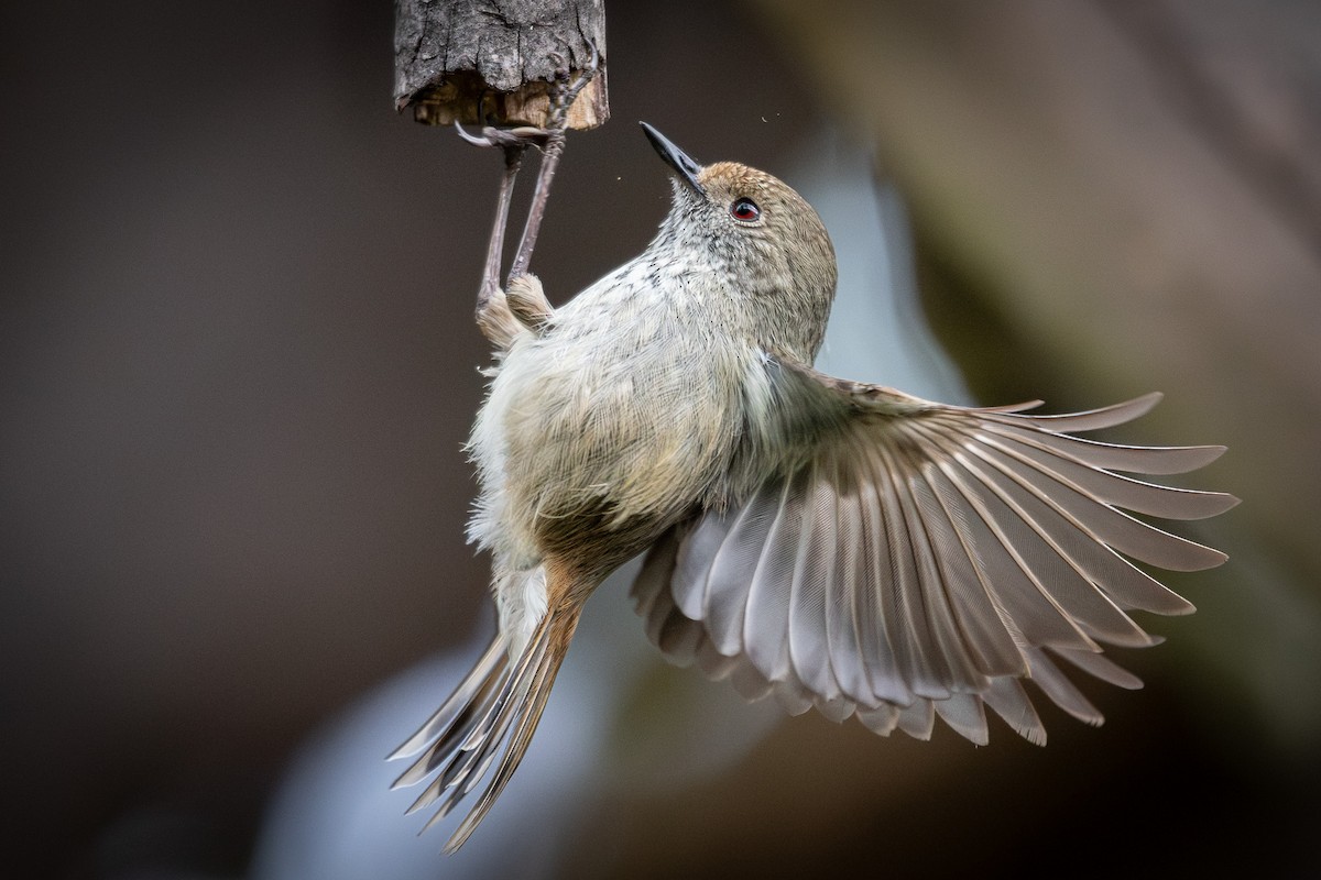 Brown Thornbill - ML625413917