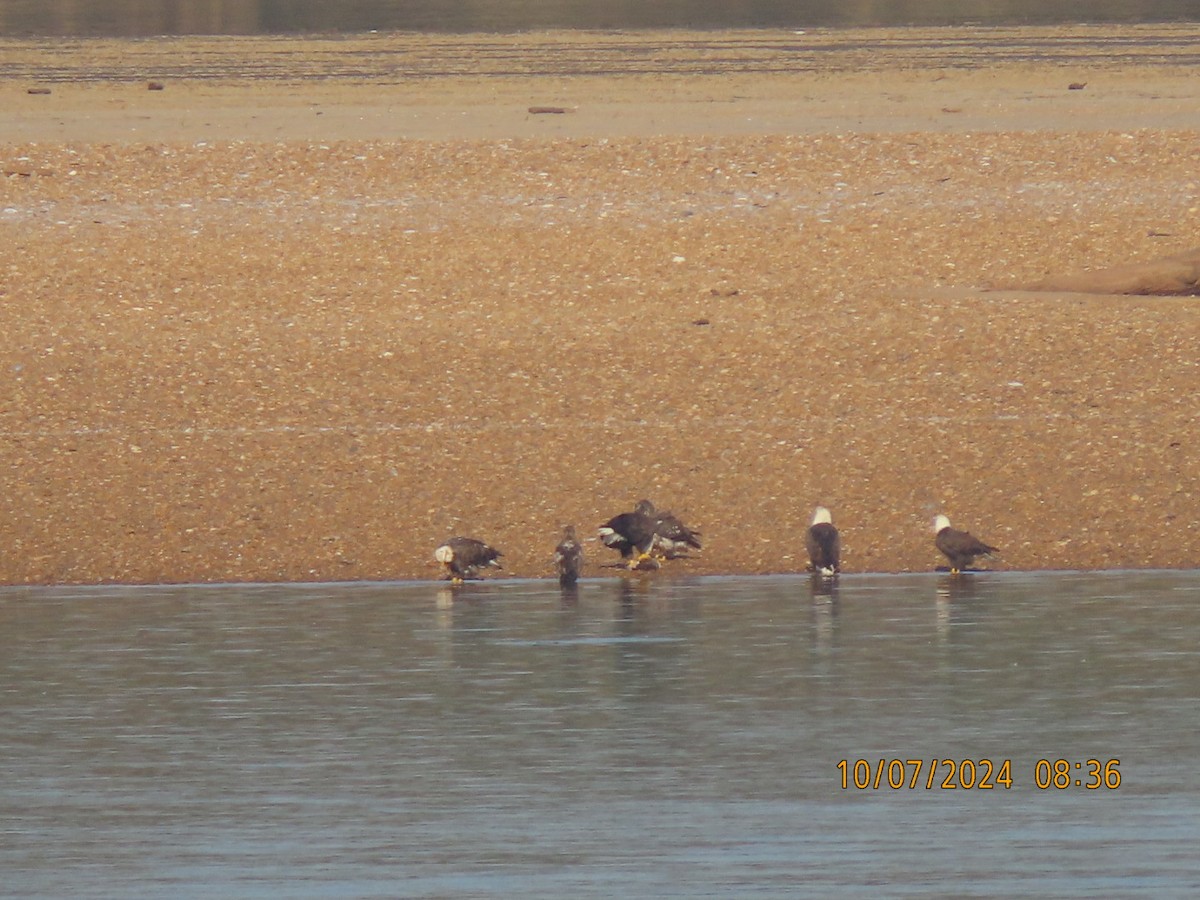 Bald Eagle - ML625413941