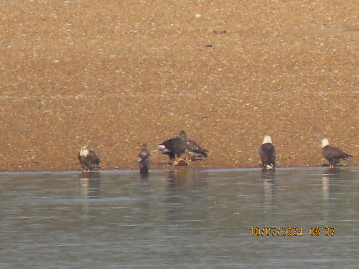 Bald Eagle - ML625413942