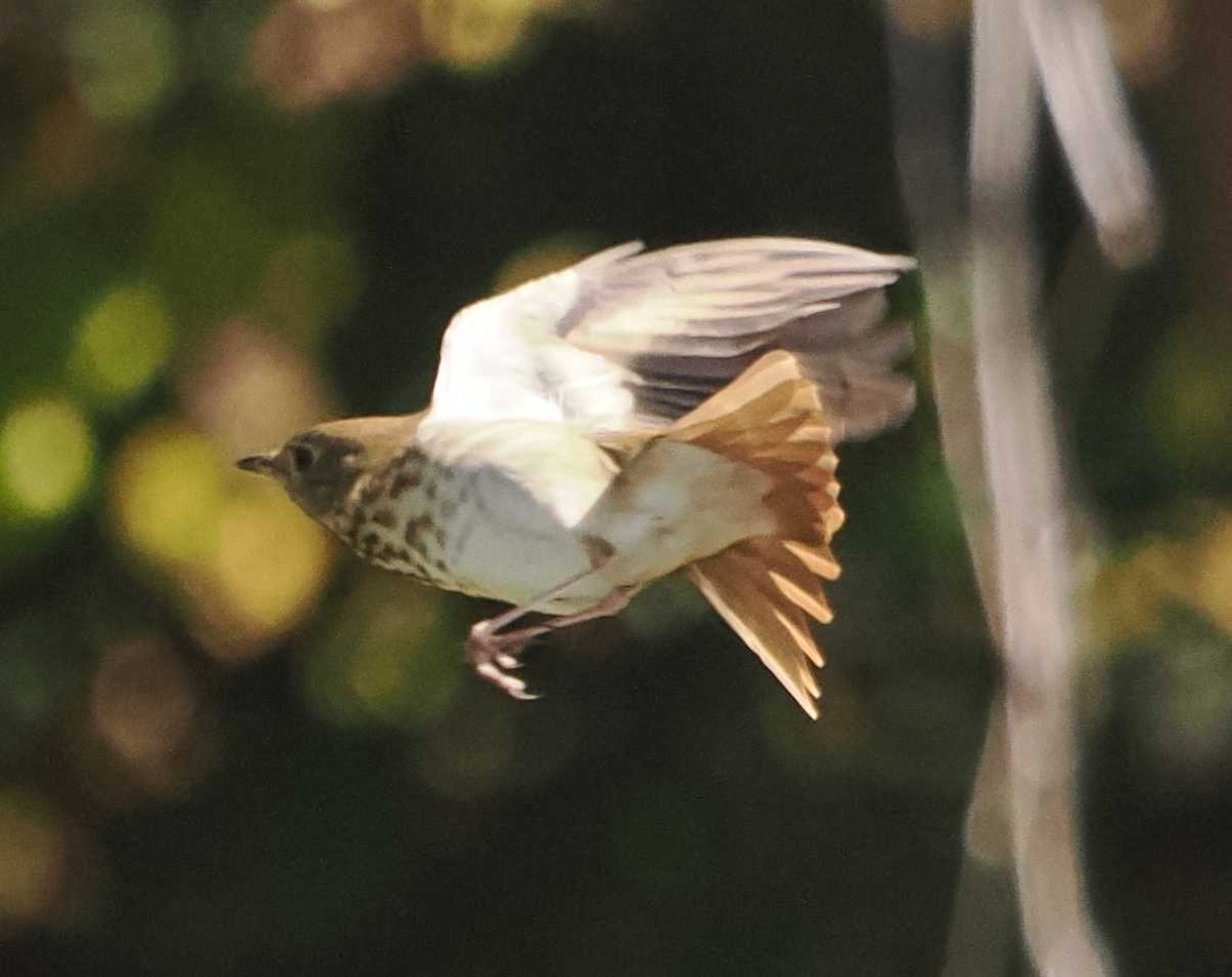 Hermit Thrush - ML625413947