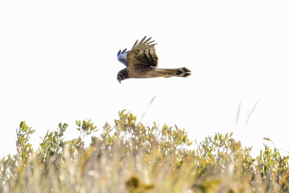 Northern Harrier - ML625413966