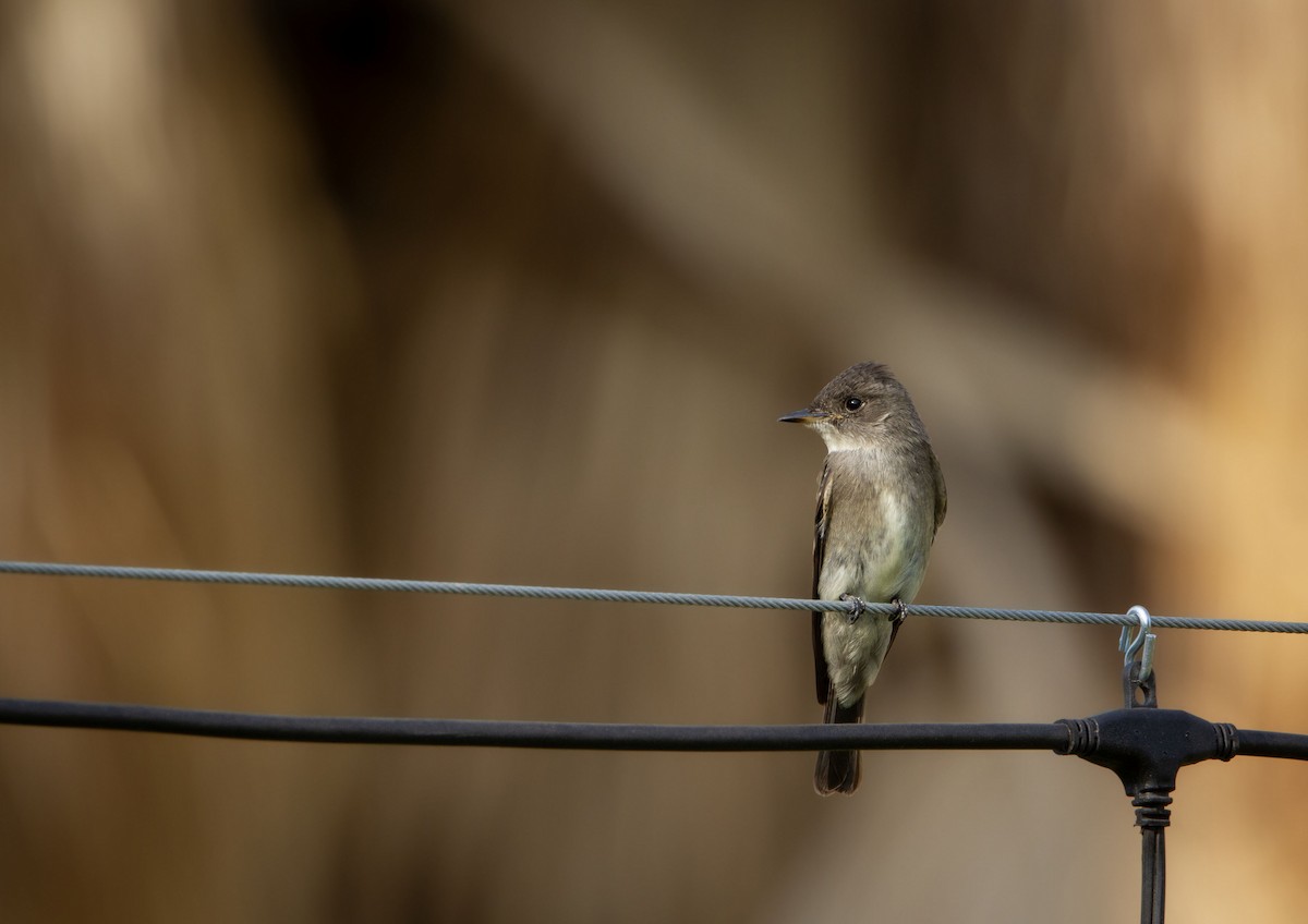 Western Wood-Pewee - ML625413971