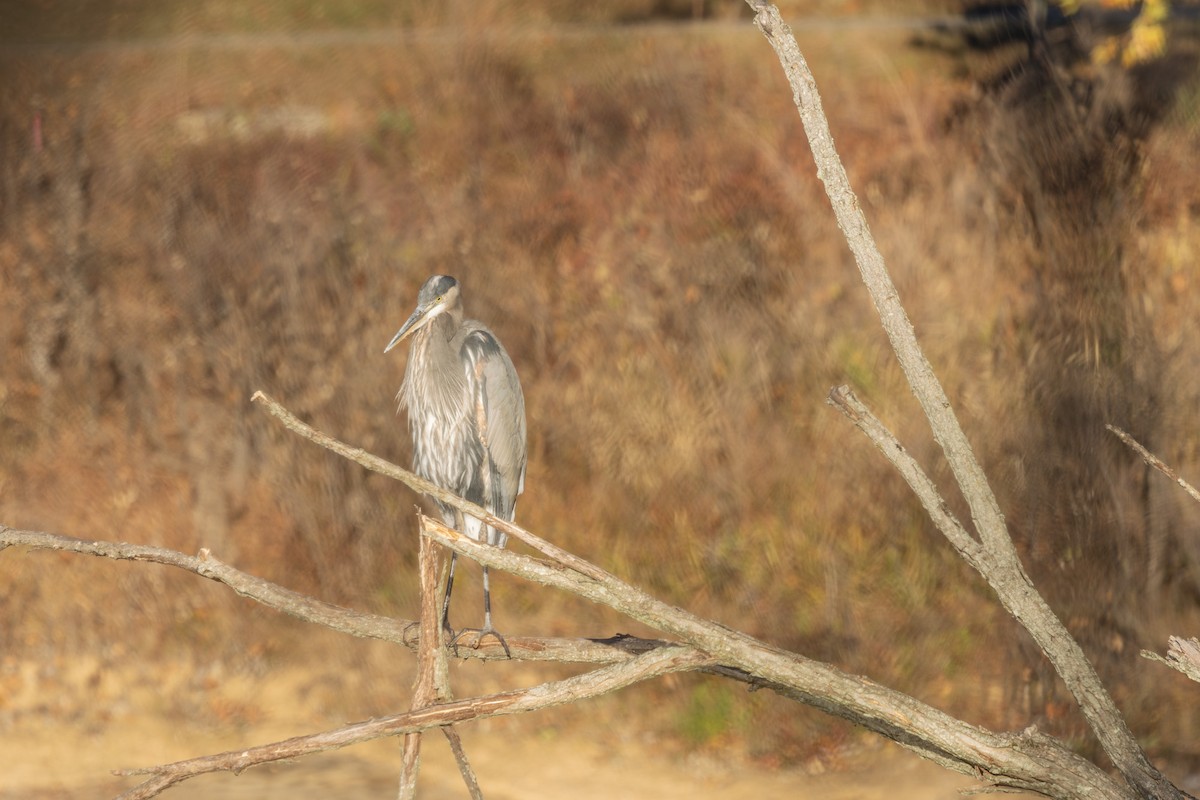 Great Blue Heron - ML625413972