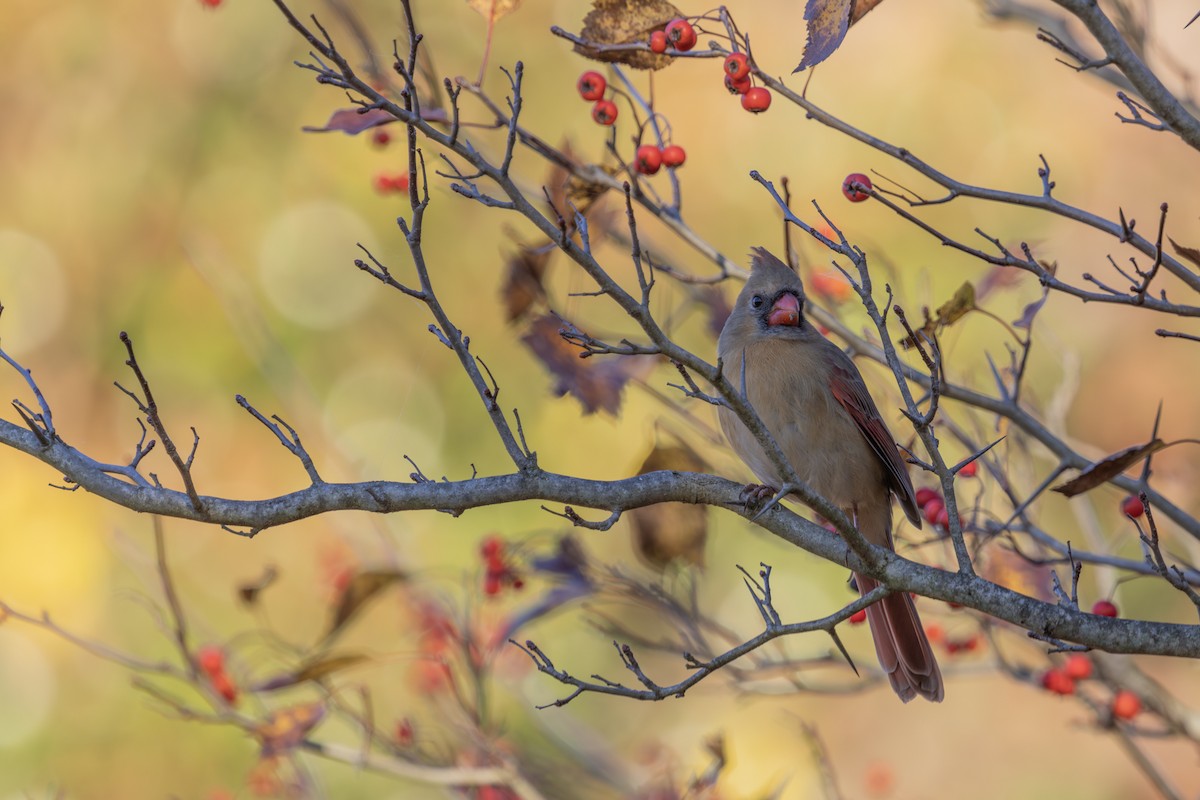 Northern Cardinal - ML625413975