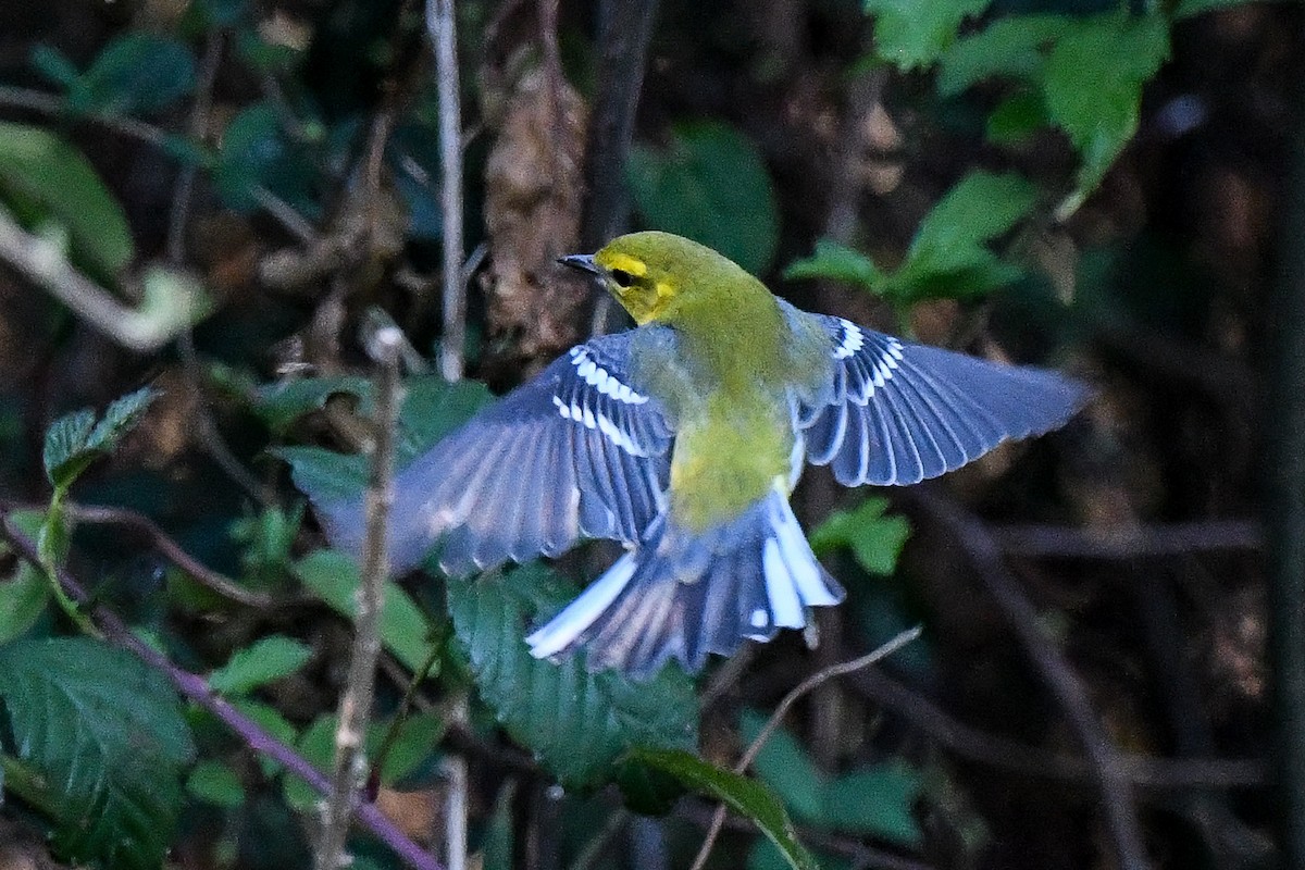 Black-throated Green Warbler - ML625413977