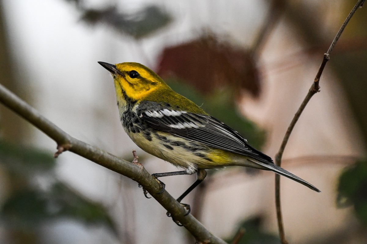 Black-throated Green Warbler - ML625413978