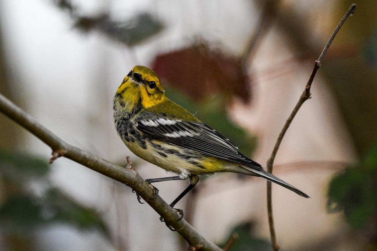 Black-throated Green Warbler - ML625413979