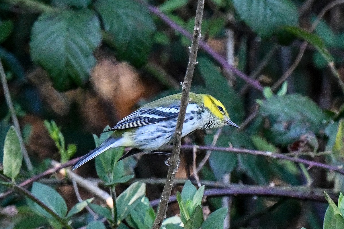 Black-throated Green Warbler - Eric Monaco